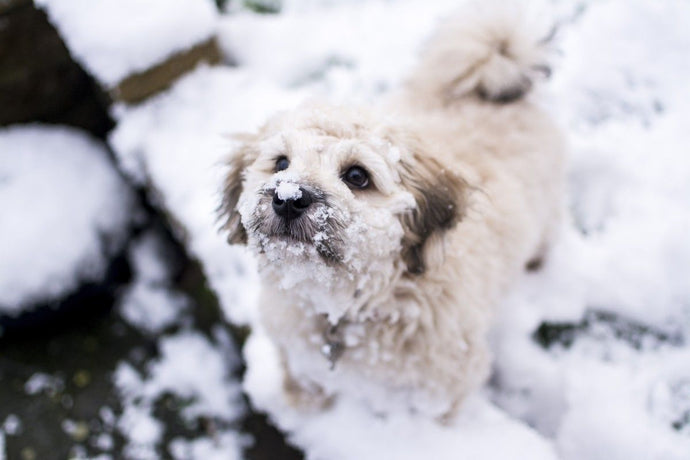 Preparing Your Dog for Winter: Tips and Advice