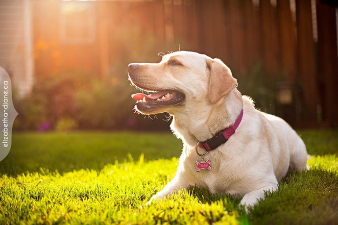 Strategies for Introducing a New Dog to Your Home
