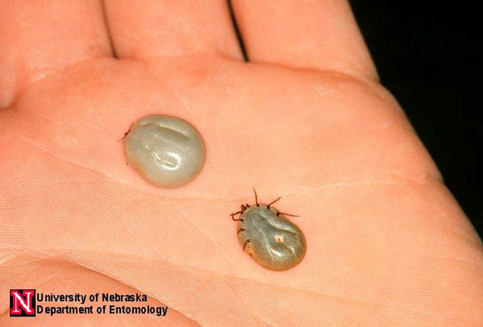 How to Safely Remove Ticks from Your Dog