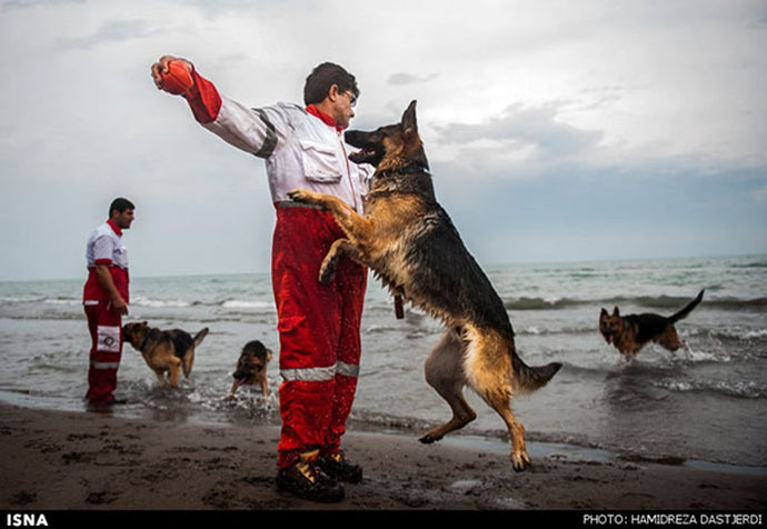 How to Teach Your Dog to Respond to Commands