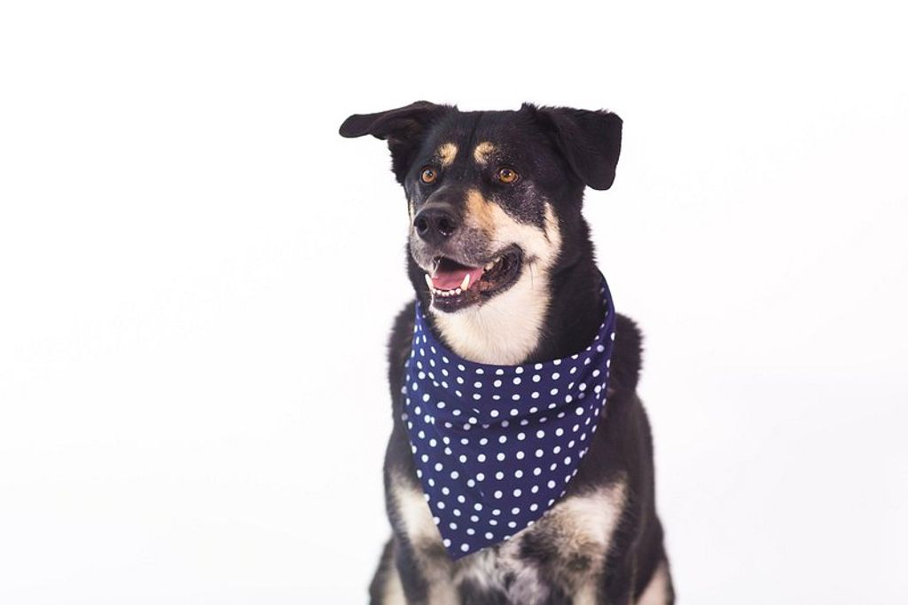 The Furry Phenomenon: Exploring the Latest in Dog Merchandise