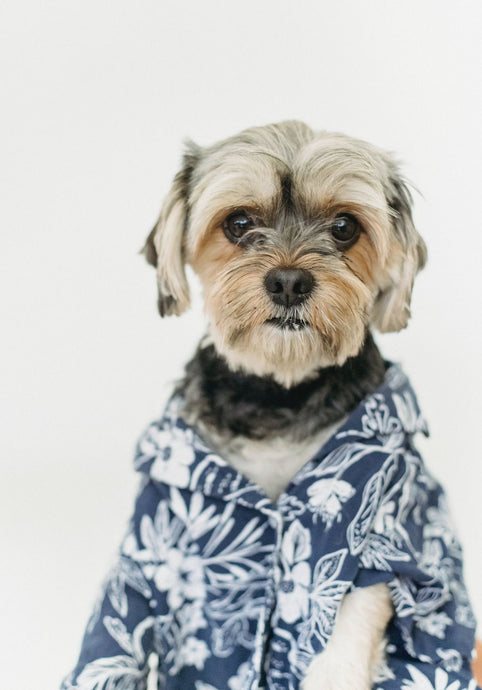 Tail-Wagging Trends: Finding the Perfect Shirt for Dog Lovers