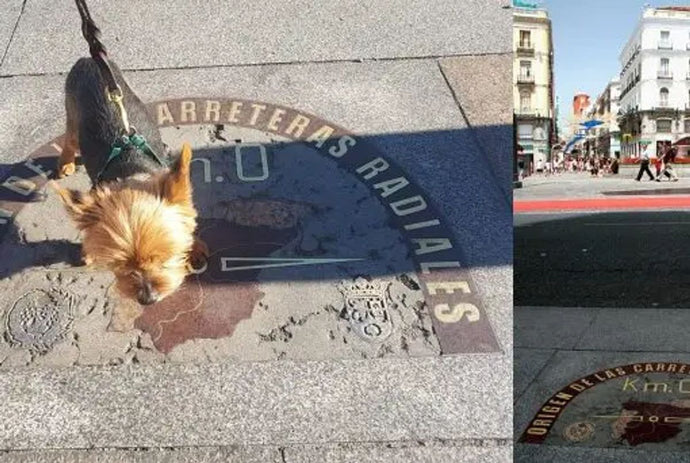 Preparing for Travel: Tips for Dog Owners