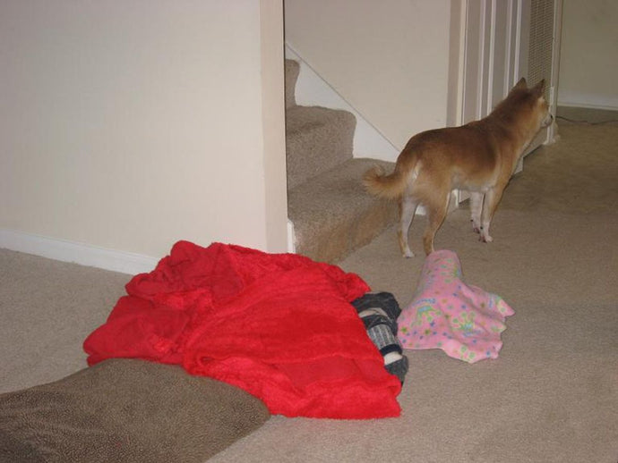 Selecting the Best Dog Food for Weight Management