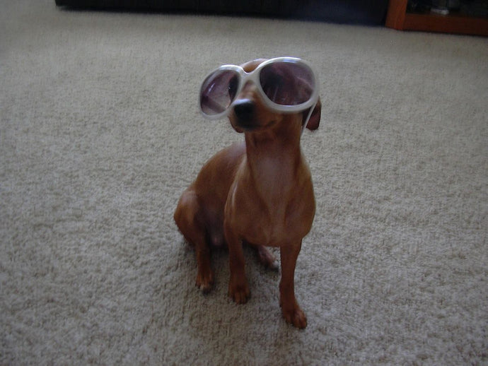 The Heartwarming Benefits of Adopting a Rescue Dog