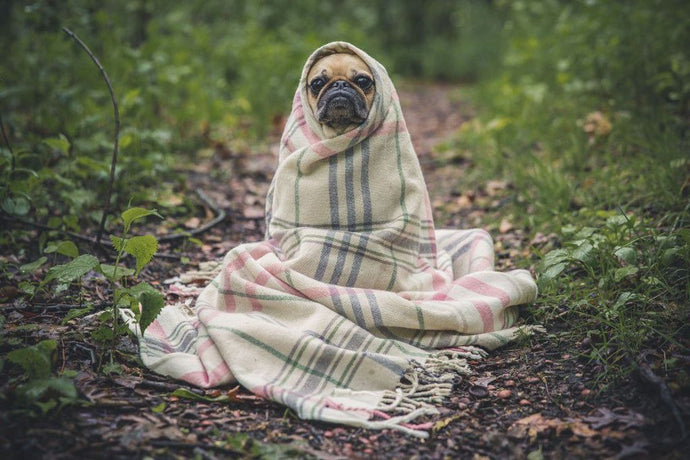 Snuggle Up: The Best Fur Dog Blankets to Keep Your Pooch Warm