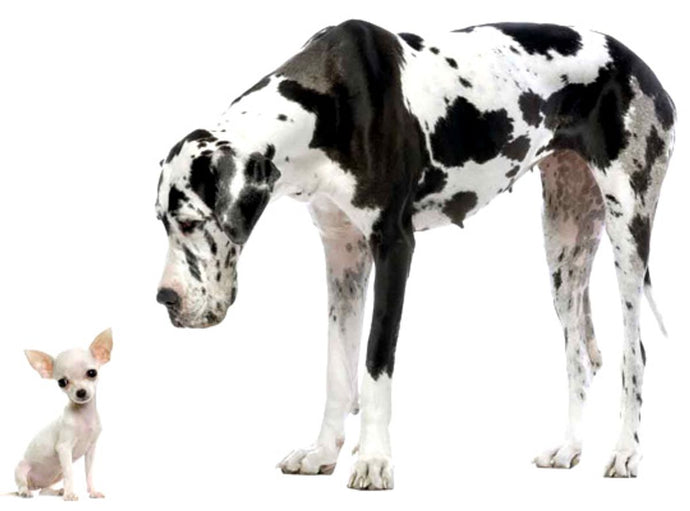 Exploring Holistic Treatments for Dogs