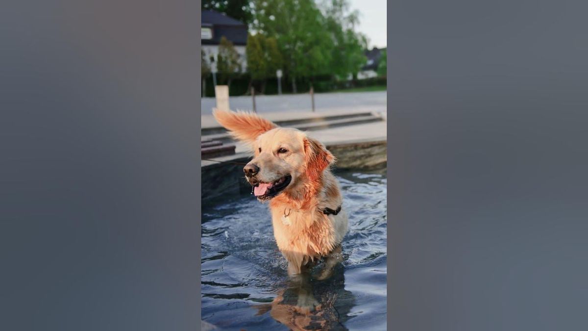 Innovative Ways to Keep Your Dog Cool in the Heat