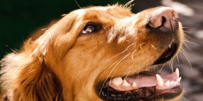 Tips for Maintaining Your Dog's Dental Health