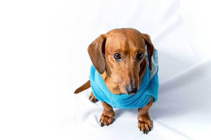 How to Organize a Fun Dog Birthday Party