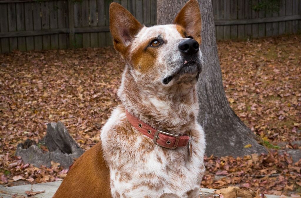 Canine Couture: The Trendiest Dog Shirts for Your Stylish Pup