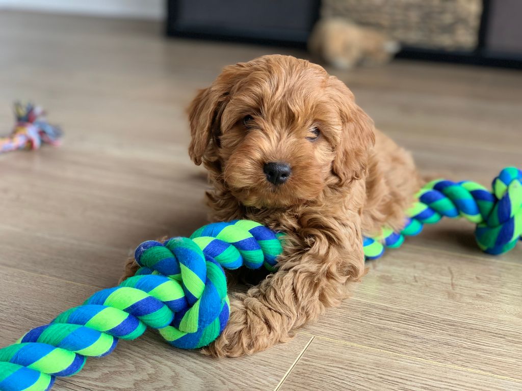Top Must-Haves for Your New Puppy: The Ultimate Checklist