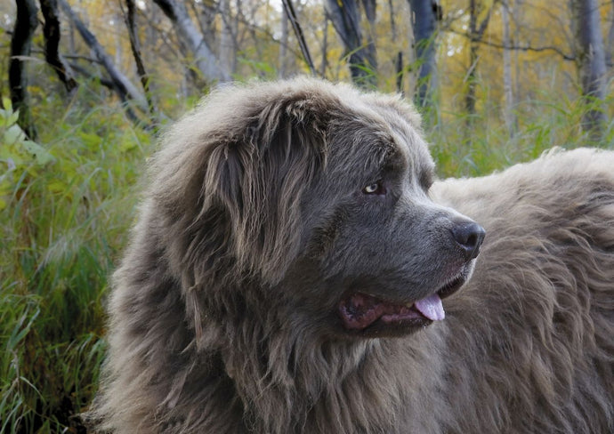 Tailoring Exercise Routines for Large Dog Breeds
