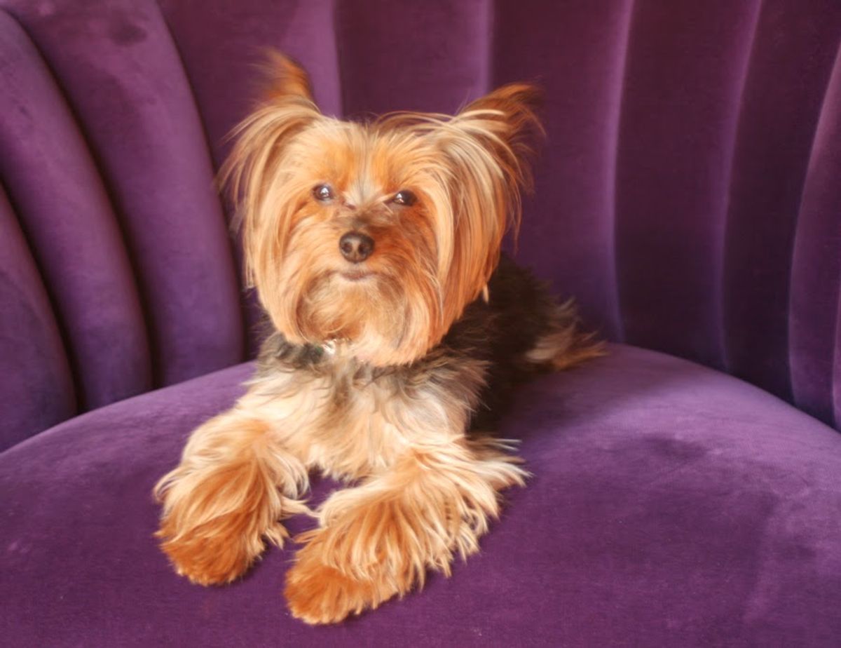 Top Dog Breeds for Emotional Support and Therapy