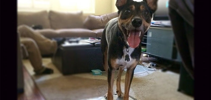 Advanced Dog Training Tricks for Smart Dogs