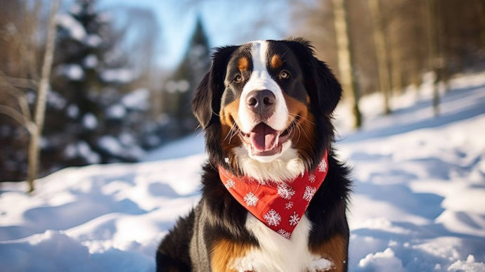 Comfort or Costume? When to Put a Blanket on Your Dog