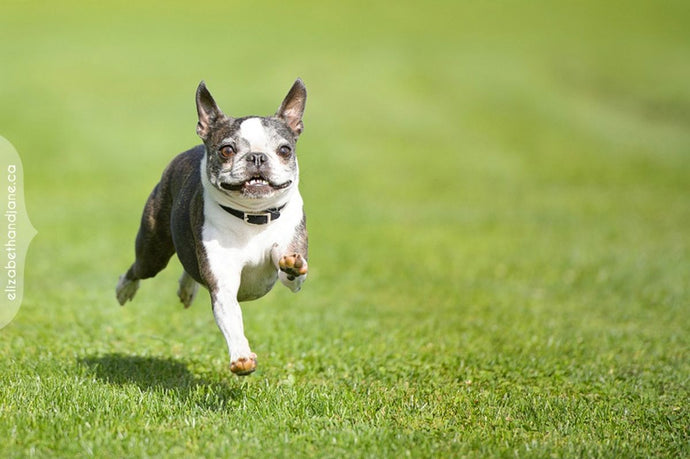 How to Teach Your Dog to Play Fetch Properly