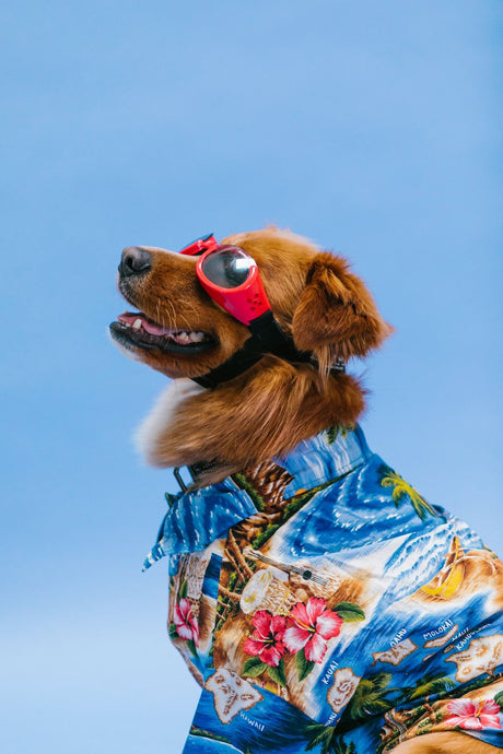 One-of-a-kind Canine Couture: Customizing Your Dog's Very Own Shirt