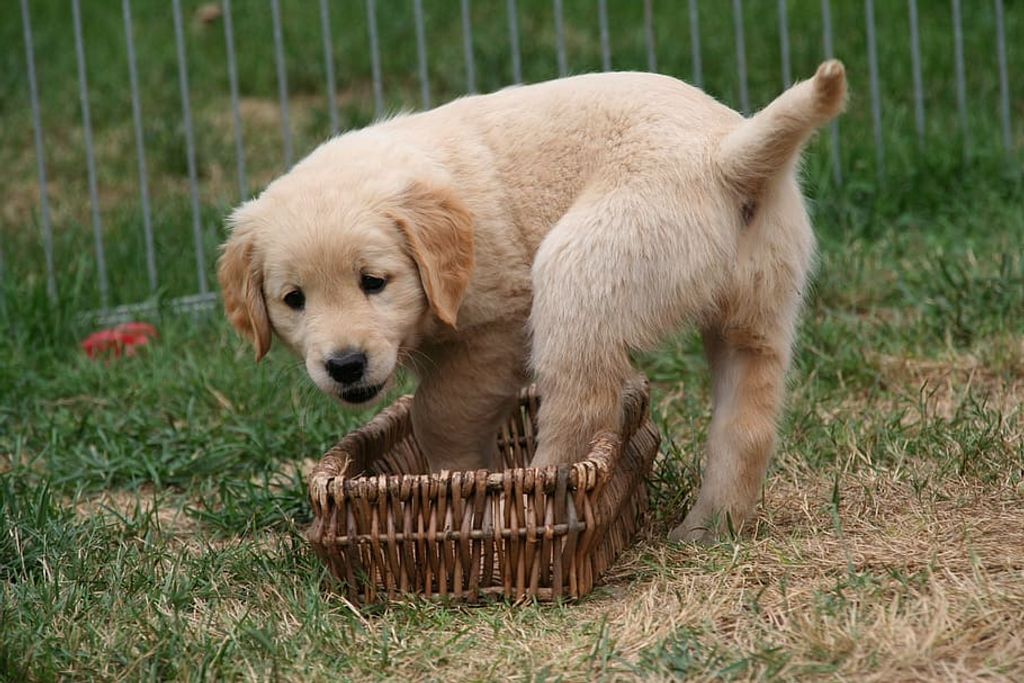 Puppies for Sale in California: Finding Your Perfect Furry Friend