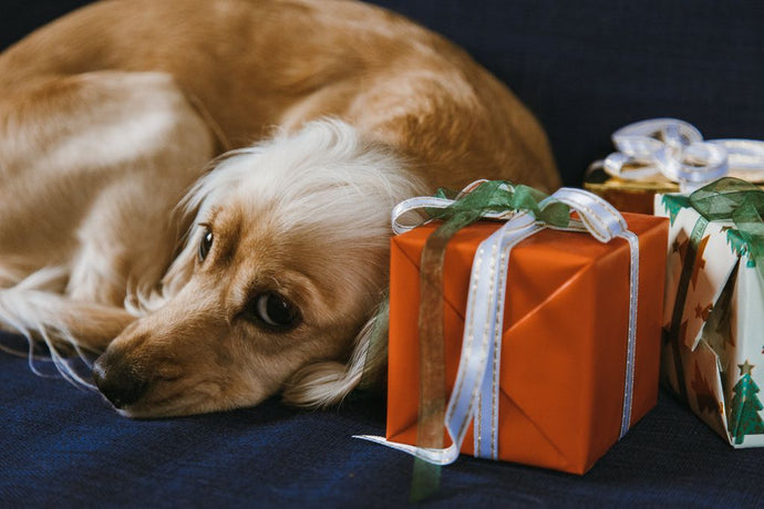Fetching Gifts for Golden Retriever Fans: A Tail-Wagging Collection