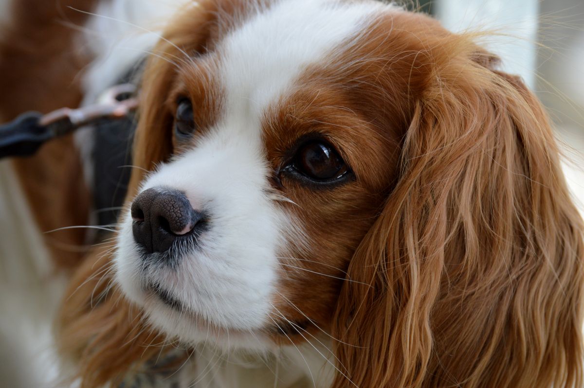 Choosing the Best Dog Breed for Your Climate