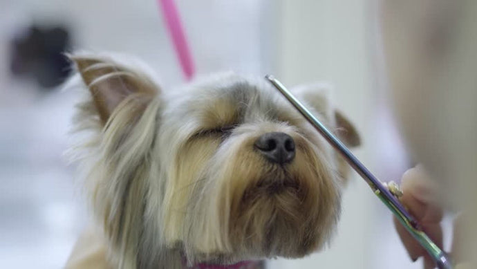 Strategies for Reducing Dog Shedding in Your Home