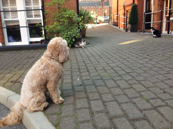 Discover Dog-Friendly Cafes, Parks, and Events