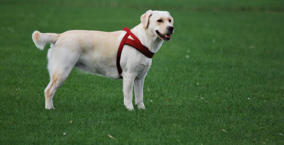 How to Choose the Right Breed for Your Lifestyle
