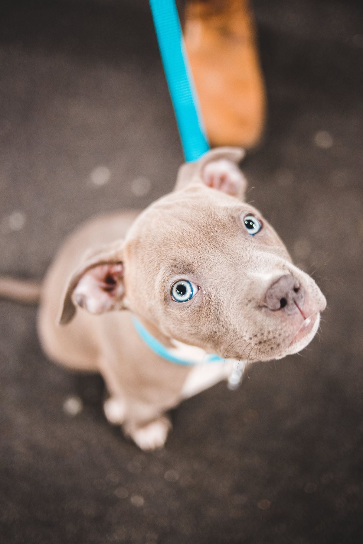 10 Essential Signs You Should Look Out For in Your Dog's Behavior