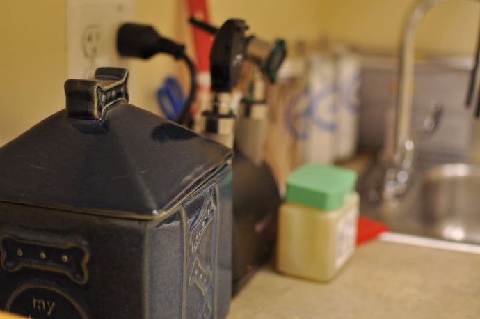 How to Protect Your Dog from Heartworm Disease