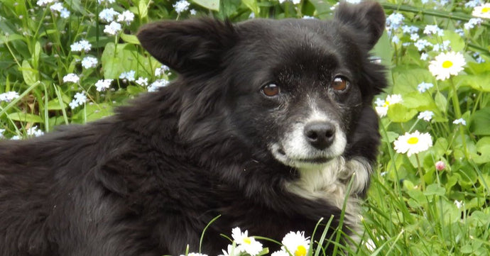 The Best Low-Maintenance Dog Breeds for Busy Owners