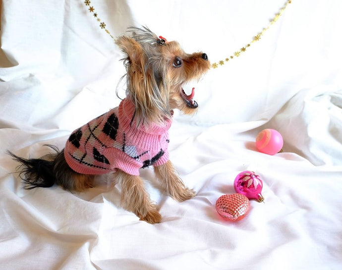Fido's Wardrobe Makeover: The Best in Personalized Dog Apparel