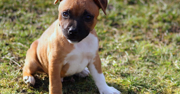 Understanding Canine Body Language for Better Communication