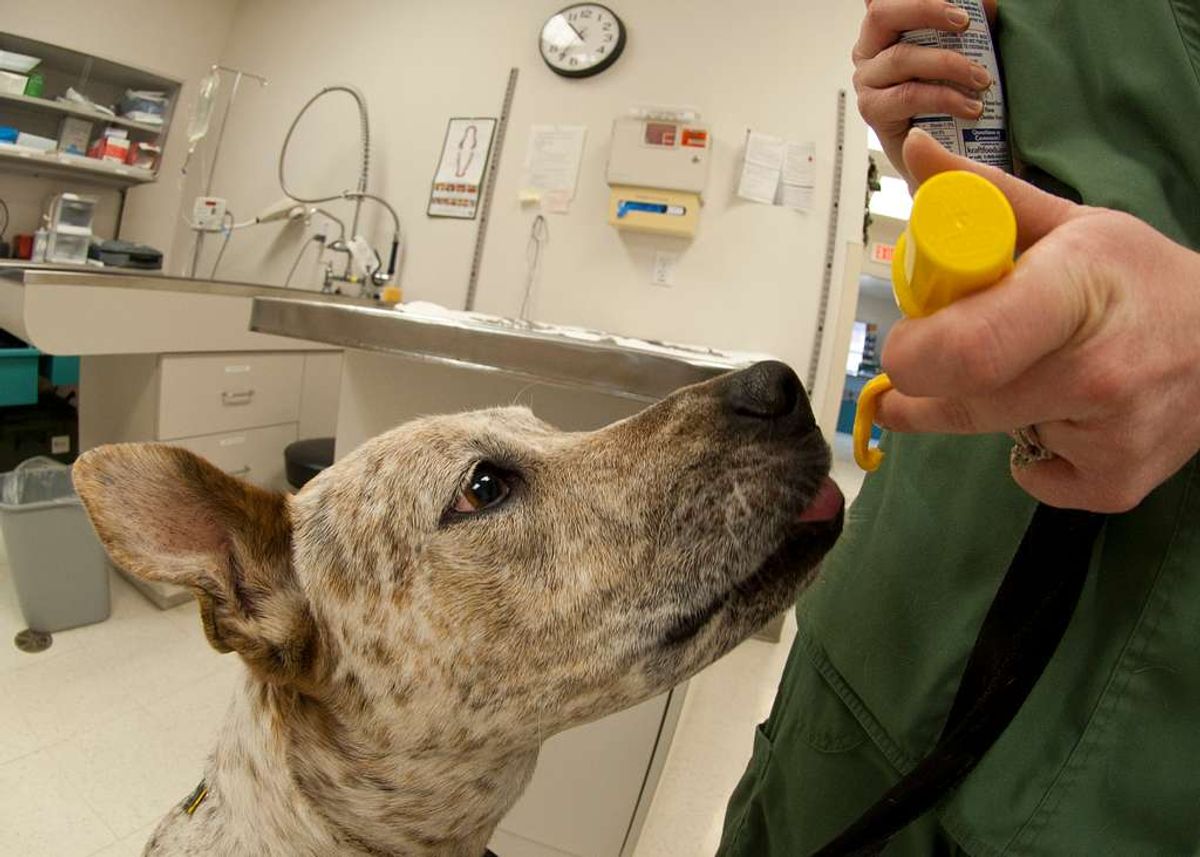 5 Top Tips for Training Your Senior Dog Near You