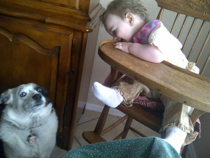 Canine First Aid: Basic Tips Every Owner Should Know