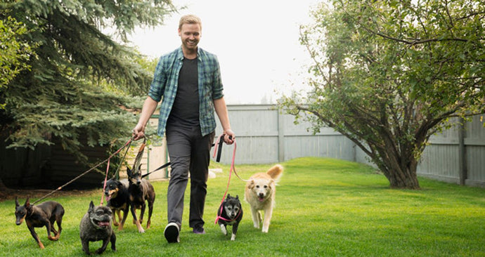 The Best Dog Breeds for Active Seniors