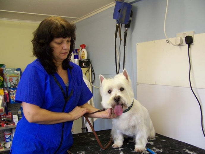 Finding the Right Dog Groomer: What to Look For