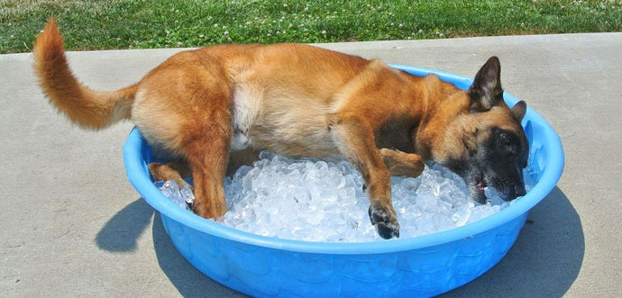 Innovative Dog Cooling Products for Summer