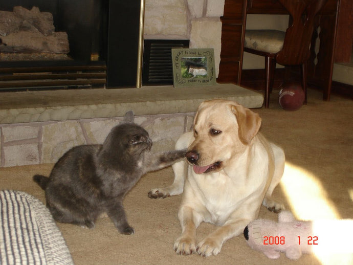 Comparing Wet, Dry, and Raw Dog Food Brands