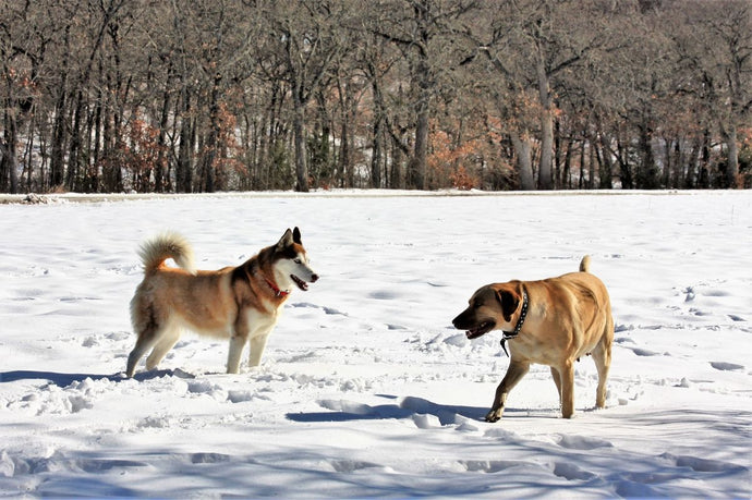 The Best Dog Jackets for Winter Weather