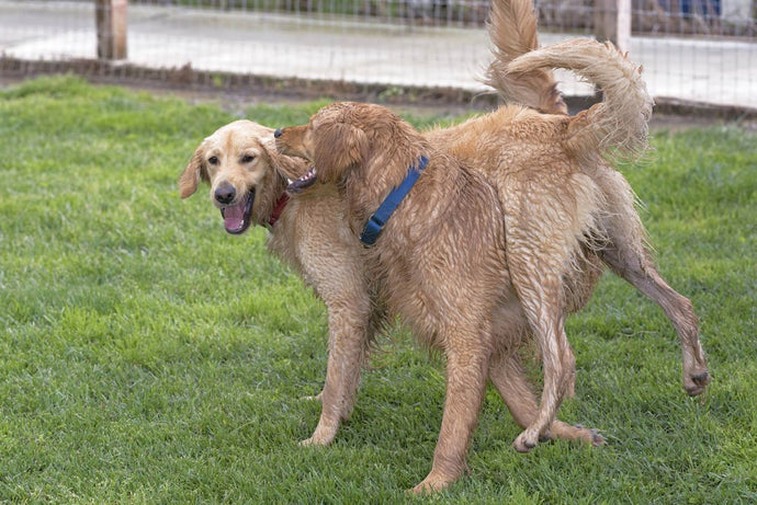 How to Socialize an Adult Dog: Tips and Strategies