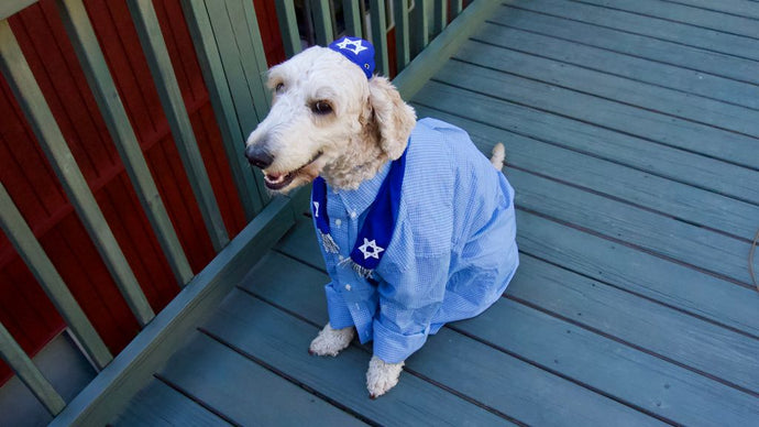 DIY Canine Couture: How to Design your Own Stylish Dog Shirt