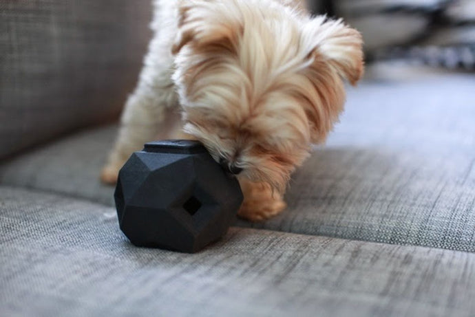 Joining Online Forums for Dog Owners: A Guide