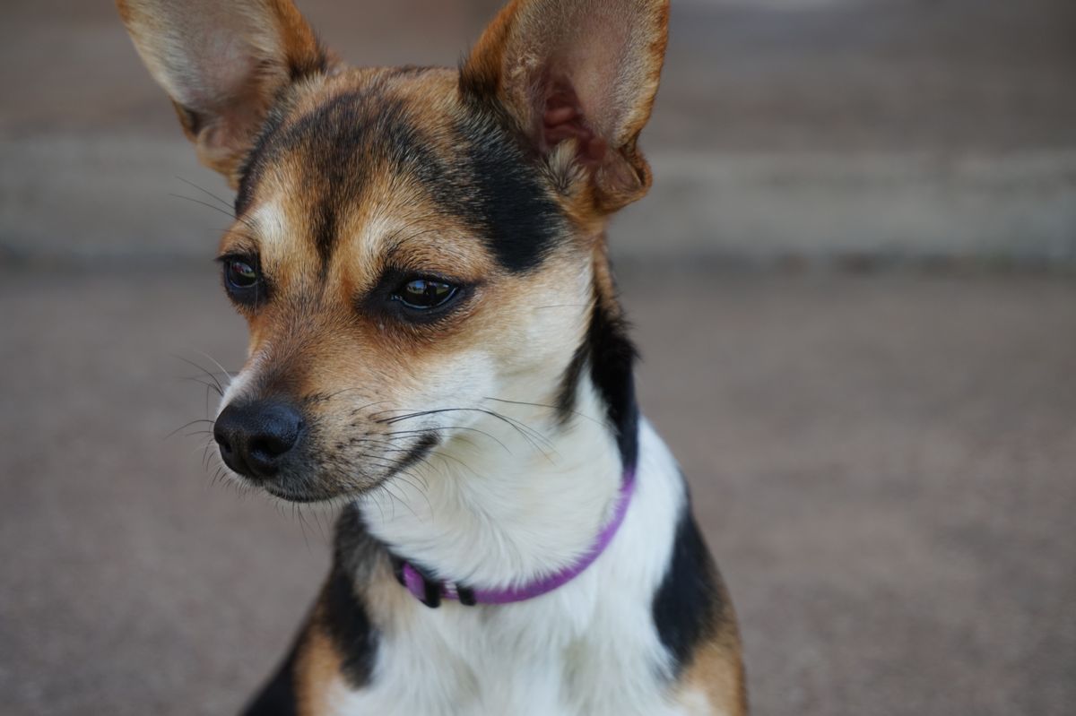Top Toy Recommendations for Different Dog Breeds