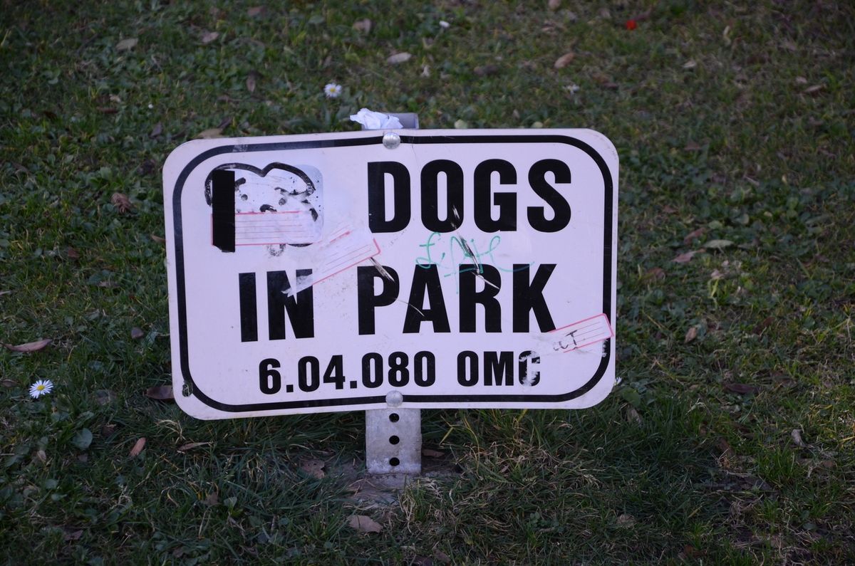 Essential Gear for Running with Your Dog