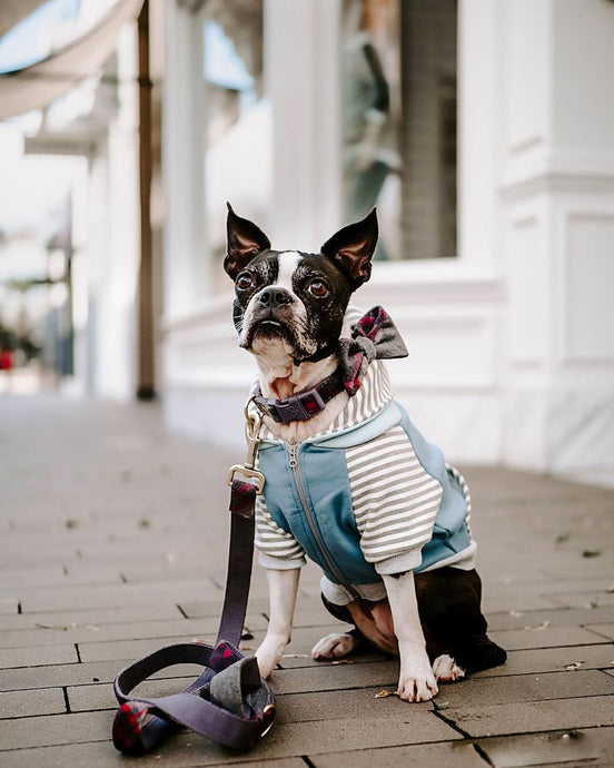 The Dog Wardrobe Essential: How to Choose the Best Dog Shirt