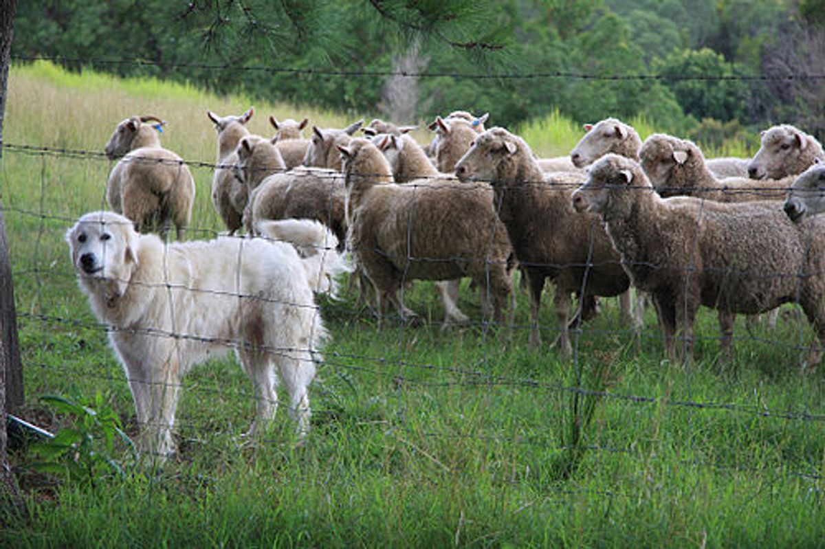 The Best Dog Breeds for Guarding and Protection
