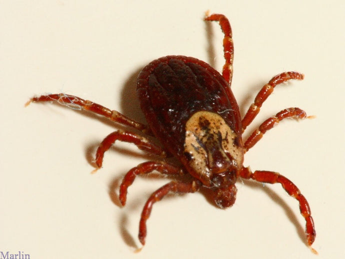 Preventing and Treating Tick-Borne Diseases in Dogs