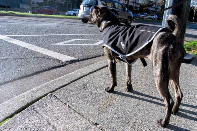 Traveling with Dogs: Packing Essentials and Tips