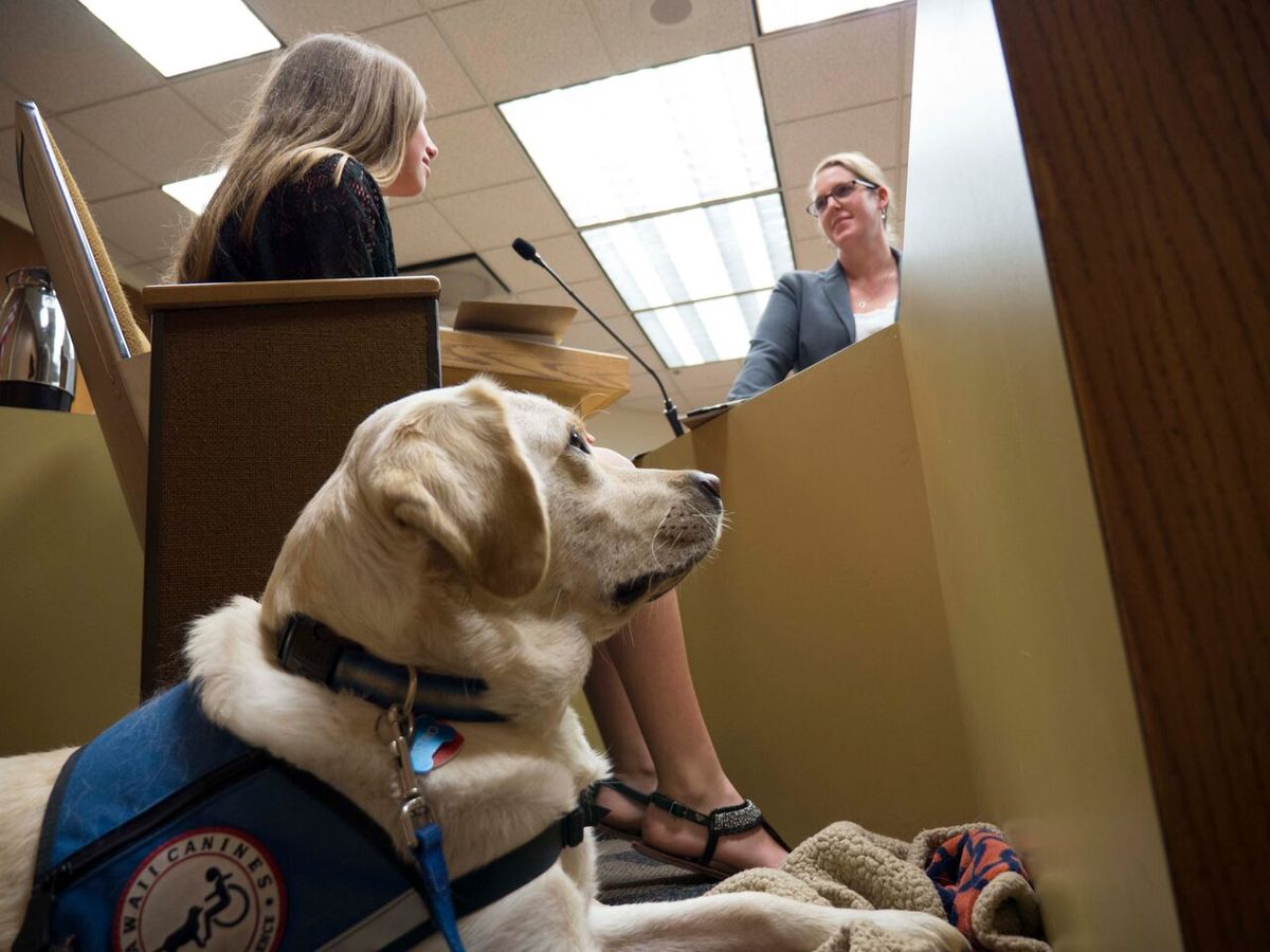 The Best Dog Breeds for Therapy Work